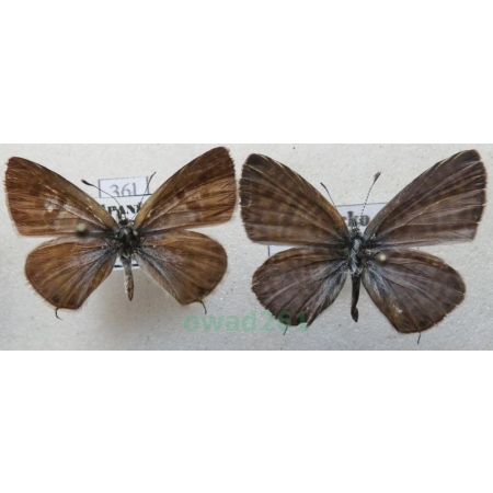 Leptotes pirithous (Linnaeus, 1767) pair Croatia36l